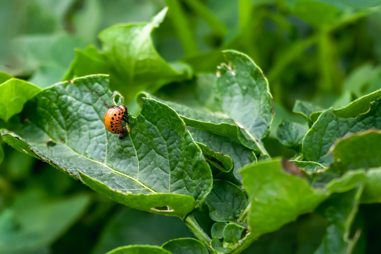 colorado-potato-beetle-leptinotarsa-decemlineata-potato-pest-on-green-foliage-pest-control-gardeni.jpg